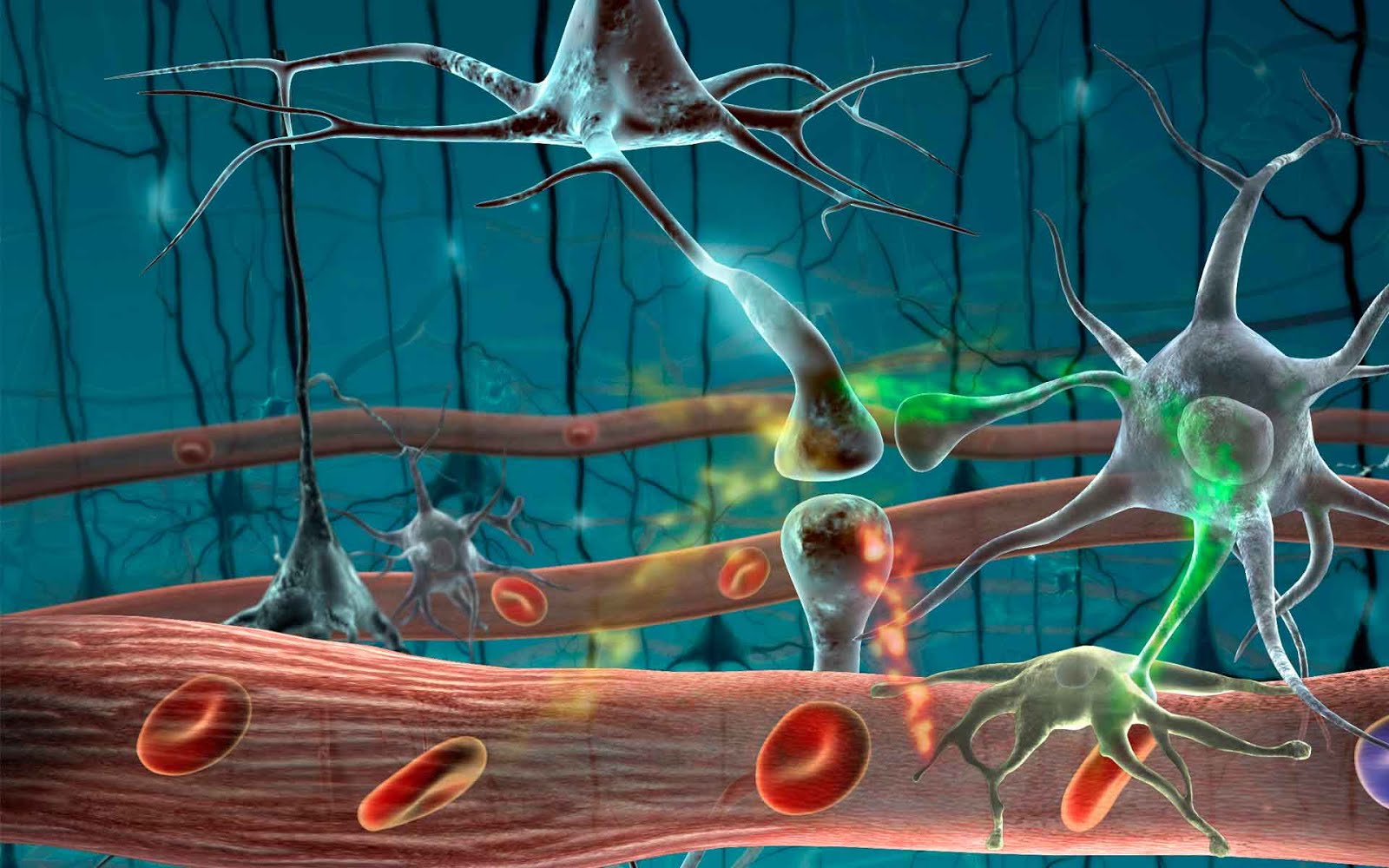Finalizada la fase de extracciones del estudio de biomarcadores inmunológicos de ASSSEM