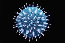 Ver imagen en tamaño completo